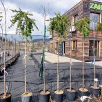 Tyčinkovec kopijovitolistý (Callistemon pallidus) ´BIANCO´ PENDULA - výška 200-220 cm, kont. C15L -  NA KMIENKU, biely